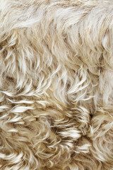 Texture of fur, macro colored sheep hair background, natural fluffy wool, furry surface