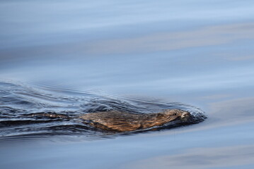 muskrat