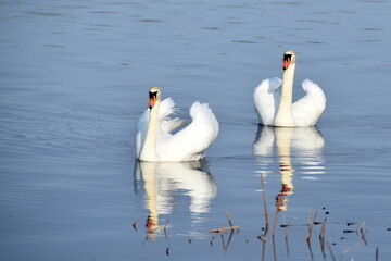 Obraz premium Swans