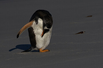 Gentoo Penguin (Pygoscelis papua) preening after coming ashore on Sea Lion Island in the Falkland...