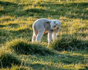 New born Lambs at play in a field, lit with dappled sunlight.