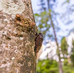 Cicada stayed on tree background