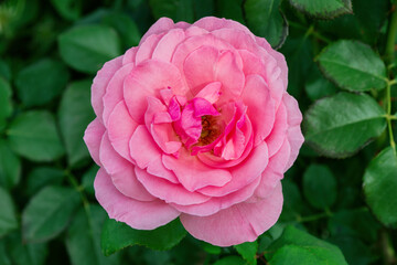 Floral garden. Light-pink Rose on green leaves background, close up. Soft selective focus.
