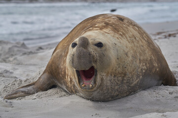 Large male Southern Elephant Seal (Mirounga leonina) during the breeding season on Sea Lion Island in the Falkland Islands.