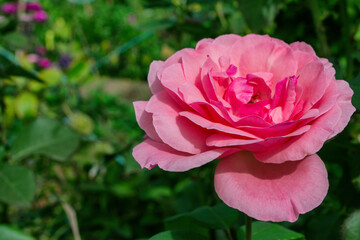 Floral garden. Light-pink Rose on green leaves background, close up. Free space. Selective focus, soft blurry background.
