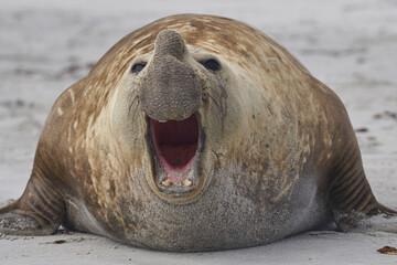 Large male Southern Elephant Seal (Mirounga leonina) during the breeding season on Sea Lion Island...