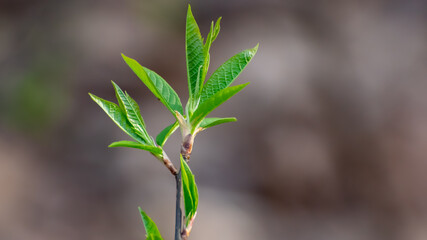 green sprouts in close-up 5