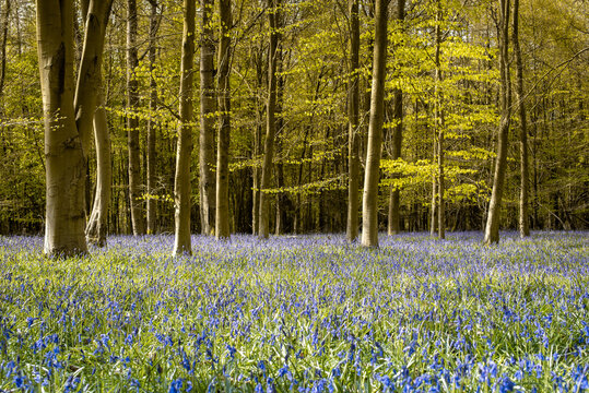 English forest in spring with bluebells flowers, Chiltern Hills, Buckinghamshire, UK	