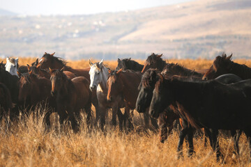 horses in nature