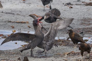 Mixed group of Southern Giant Petrel (Macronectes giganteus), Northern Giant Petrel (Macronectes halli) and Striated Caracara feeding on the carcass of a Southern Elephant Seal on Sea Lion Island