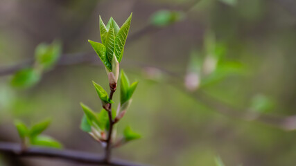 green sprouts in close-up
