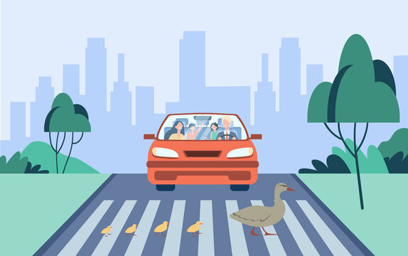 Cute mother duck with kids crossing road. Car, crossroad, city flat vector illustration. Birds and animals concept for banner, website design or landing web page