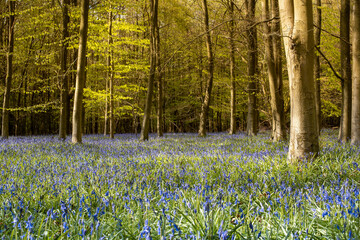 Obraz premium English forest in spring with bluebells flowers, Chiltern Hills, Buckinghamshire, UK