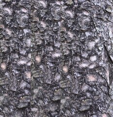 Tree bark background. Pattern and texture of tree bark.