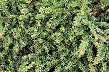 Spruce branches background. Spruce texture.