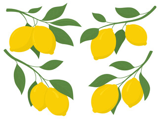 Set yellow lemons on a branch. Lemon is a sour fruit high in vitamin C. Vector illustration