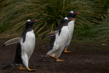 Gentoo Penguins (Pygoscelis papua) returning to the colony on Sea Lion Island in the Falkland Islands.