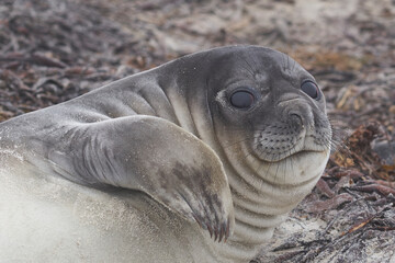 Southern Elephant Seal pup (Mirounga leonina) on the coast of Sea Lion Island in the Falkland...