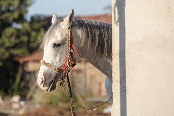 horse