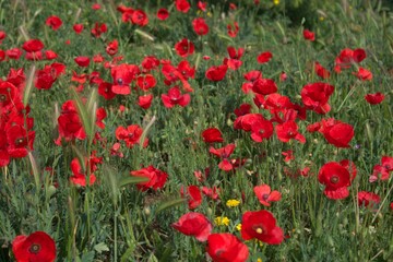 Amapolas del campo, hermosas plantas