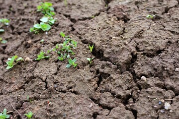 Brown dried cracked soil background.