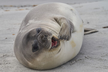Southern Elephant Seal pup (Mirounga leonina) on the coast of Sea Lion Island in the Falkland...