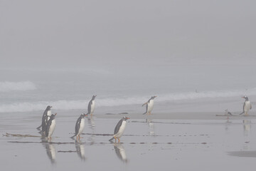 Gentoo Penguins (Pygoscelis papua) returning to the colony on Sea Lion Island in the Falkland...