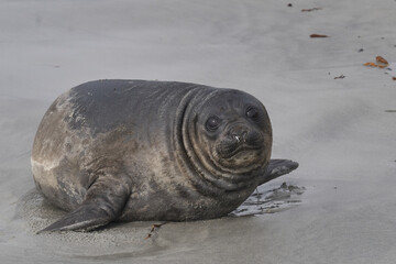 Southern Elephant Seal pup (Mirounga leonina) on the coast of Sea Lion Island in the Falkland Islands.