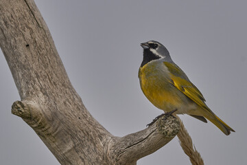 Black-throated Finch (Melanodera melanodera melanodera) on a dead branch on Sea Lion Island in the Falkland Islands.