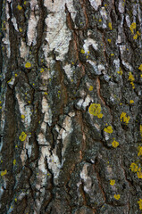 old tree bark