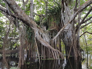 Ficus insipida is a tropical tree in the fig genus of the family Moraceae, in the flooded Amazon rainforest, Brazil.