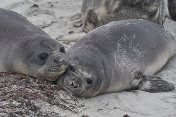 Southern Elephant Seal pup (Mirounga leonina) on the coast of Sea Lion Island in the Falkland Islands.