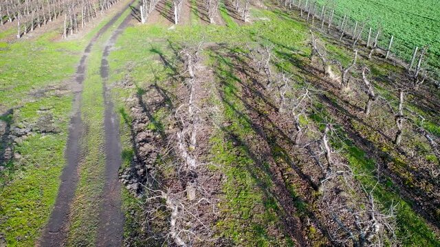 Drone video of apple trees orchard in Rogow village in Brzeziny County, Lodzkie Voivodeship of Poland