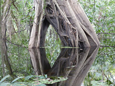 Ficus insipida is a tropical tree in the fig genus of the family Moraceae, in the flooded Amazon rainforest, Brazil.