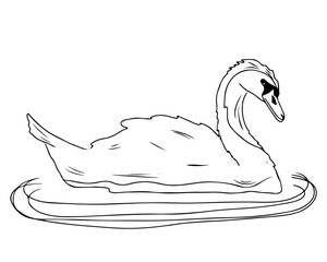 Line simple swan isolated on white background
