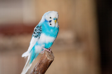 Ein weiß blauer Wellensittich schaut in die Kamera