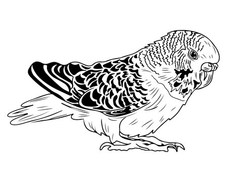 Line parrot isolated on white background