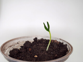 A small green sprout with two leaves grows in a round plastic container. Seedlings of cucumbers.