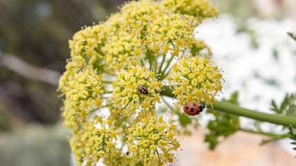 close-up ladybird on flower and grass in summer, red and black ladybug on green plants