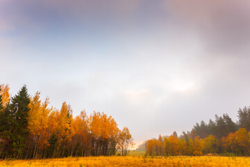 Autumn coniferous forest. Sunrise. Autumn foggy morning. Clear sky. Russia, Europe. Beautiful nature.