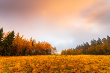 Fototapeta premium Autumn coniferous forest. Sunrise. Autumn foggy morning. Clear sky. Russia, Europe. Beautiful nature.