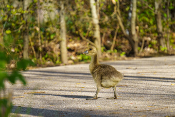 S&uuml;&szlig;es Graugans G&ouml;ssel geht &uuml;ber einen Weg im Park