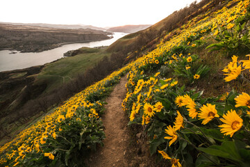 balsam root in the mountains