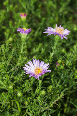 Obraz premium Symphyotrichum novi-belgii, of the family Asteraceae.