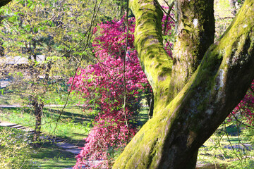 Fototapeta premium parc
