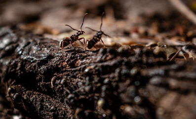 formigas natureza inseto madeira ar livre 