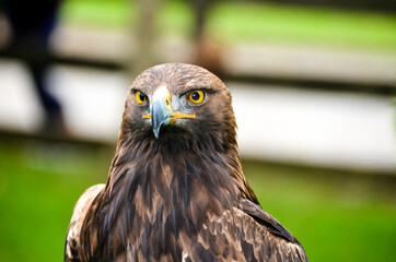 Close up portrait of golden eagle, bird of prey. Piercing eyes
