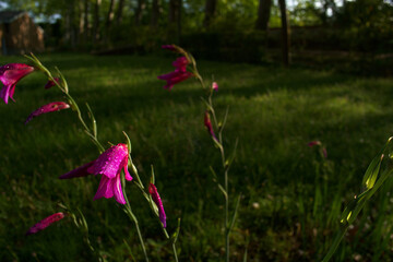 Fototapety na wymiar - Fototapeta24.pl