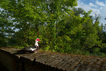 ptak kaczka zwierze kolorowe natura fauna © Piotr
