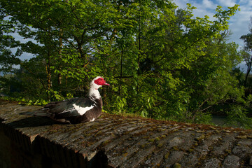 ptak kaczka zwierze kolorowe natura fauna © Piotr